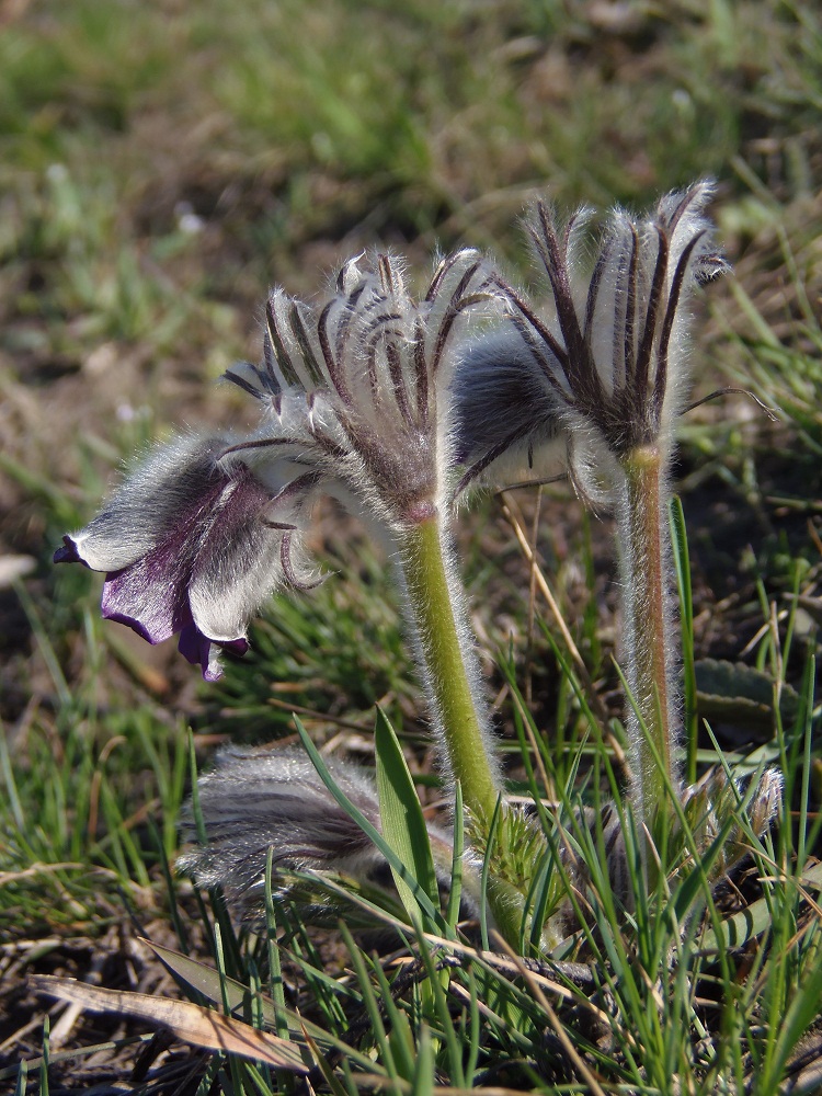 Image of Pulsatilla ucrainica specimen.