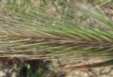 Hordeum glaucum