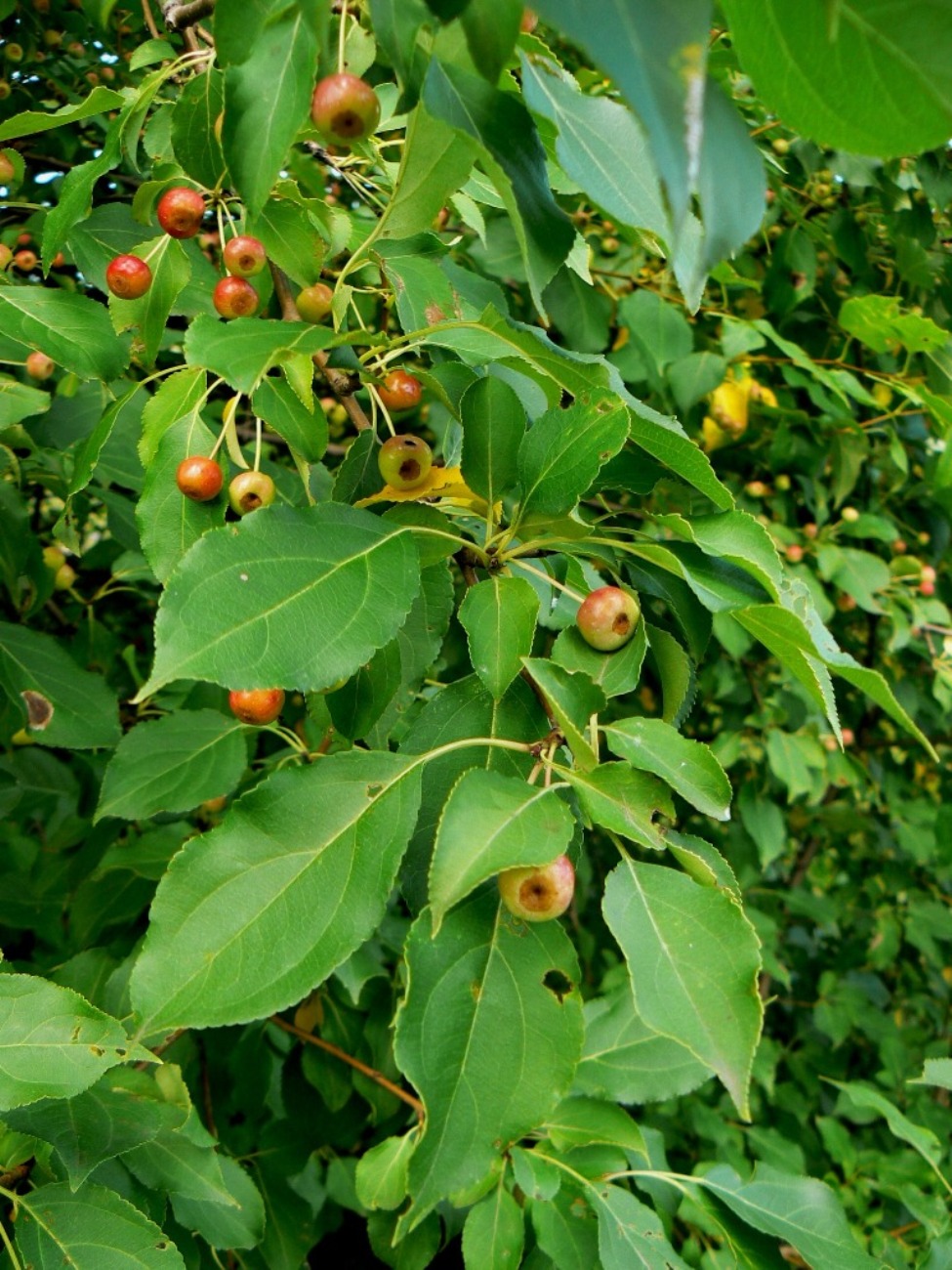 Изображение особи Malus baccata.