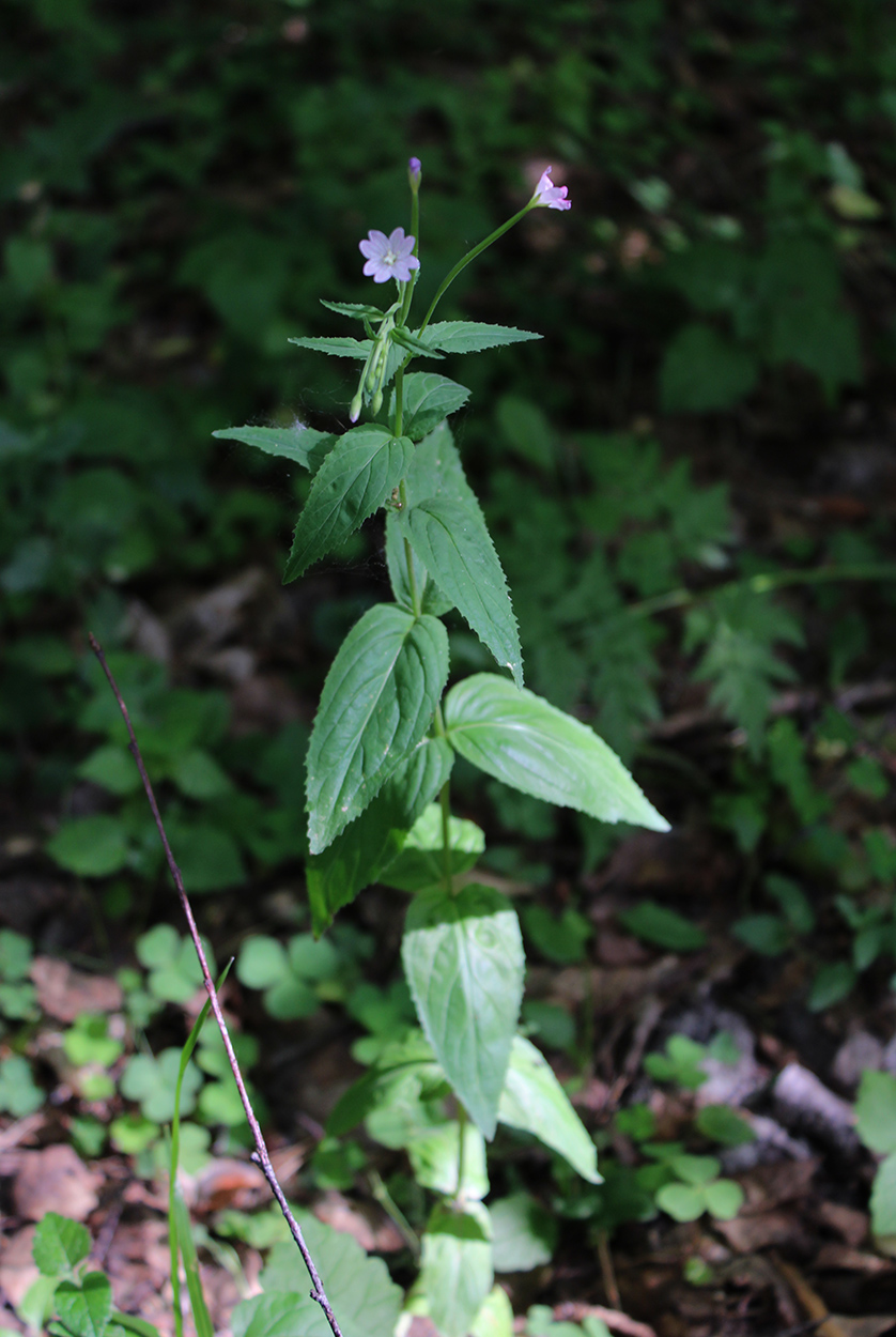 Изображение особи Epilobium montanum.