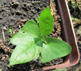 Calycanthus occidentalis. Молодое растение с семядольными и парой настоящих листьев. Подмосковье, в культуре. 23 июня 2018 г.