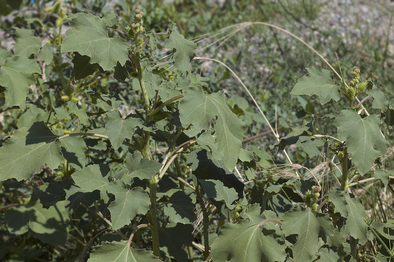 Изображение особи Xanthium orientale.