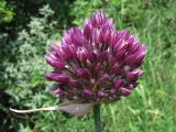 Allium rotundum