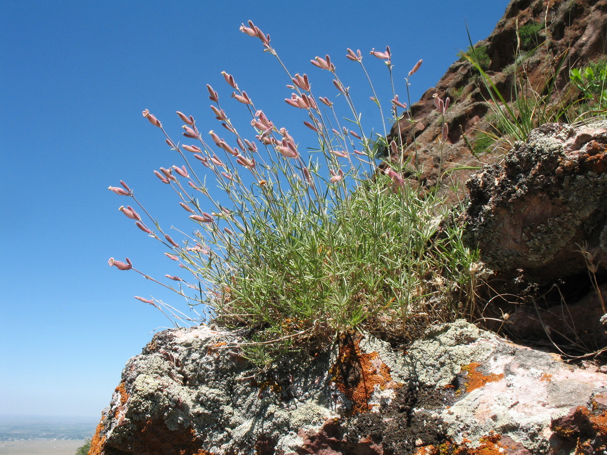 Image of Silene brahuica specimen.