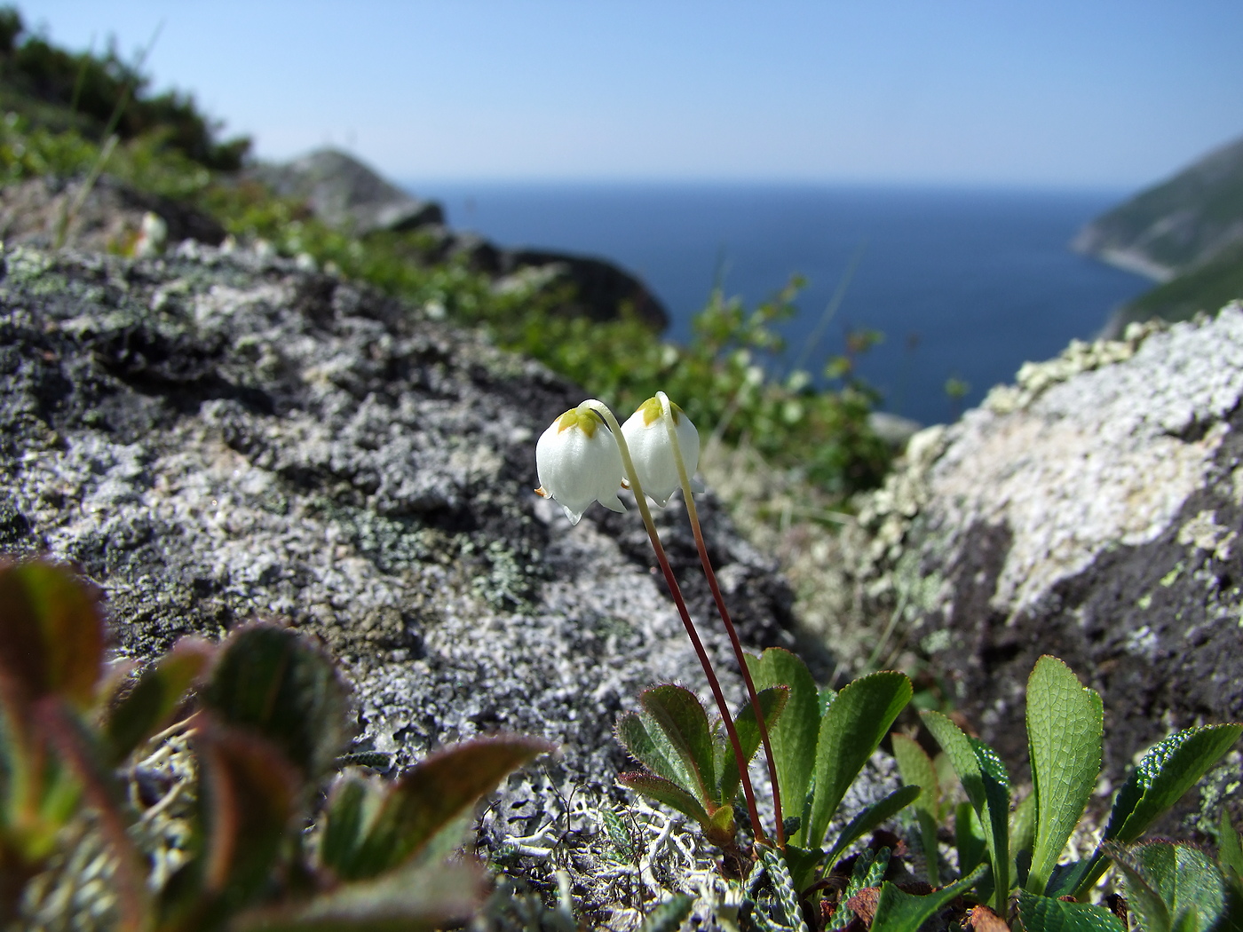 Изображение особи Cassiope lycopodioides.