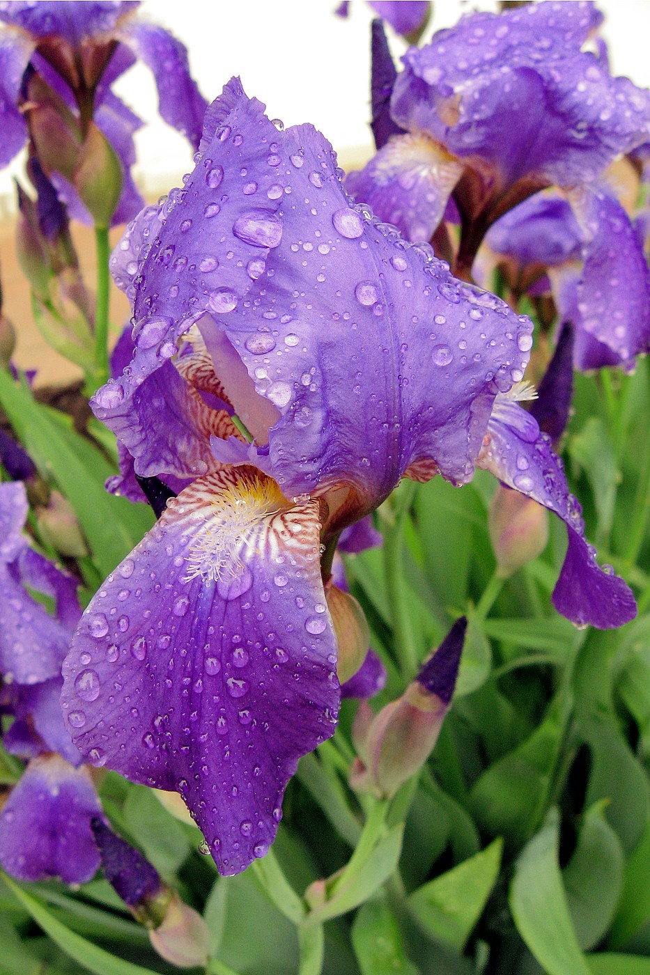 Image of Iris nyaradyana specimen.