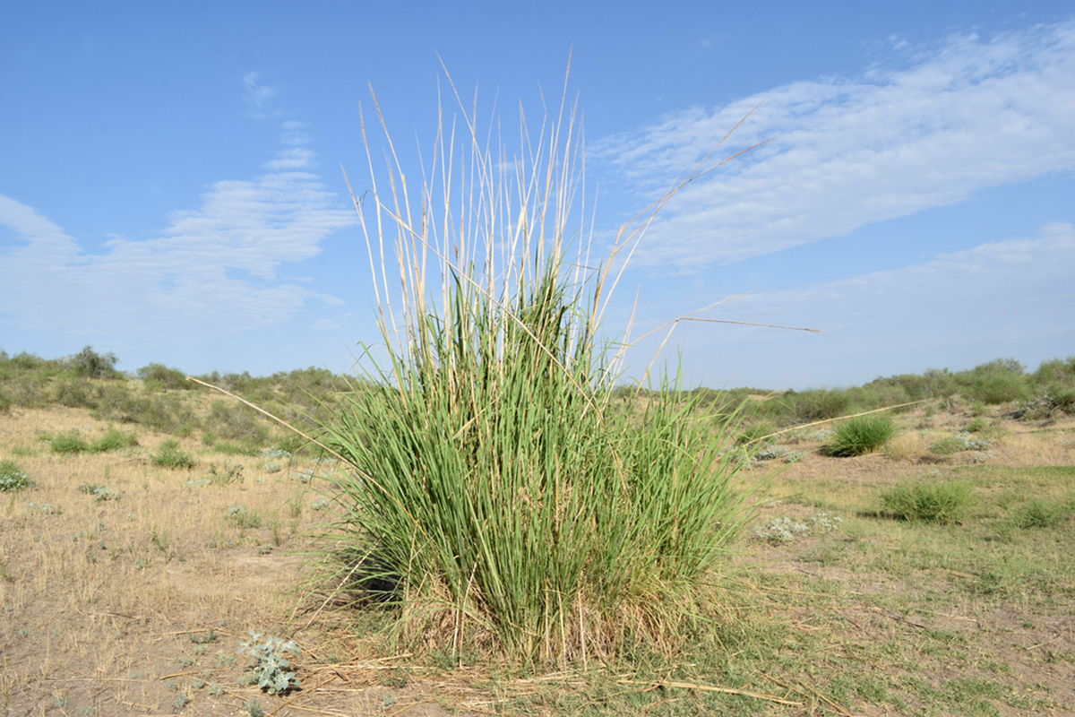 Image of Erianthus ravennae specimen.