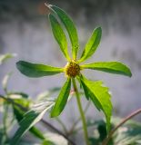 Bidens tripartita. Верхушка цветущего растения. Пермский край, г. Пермь, Мотовилихинский р-н, клумба вдоль пешеходной дорожки, сорное. 13.08.2018.