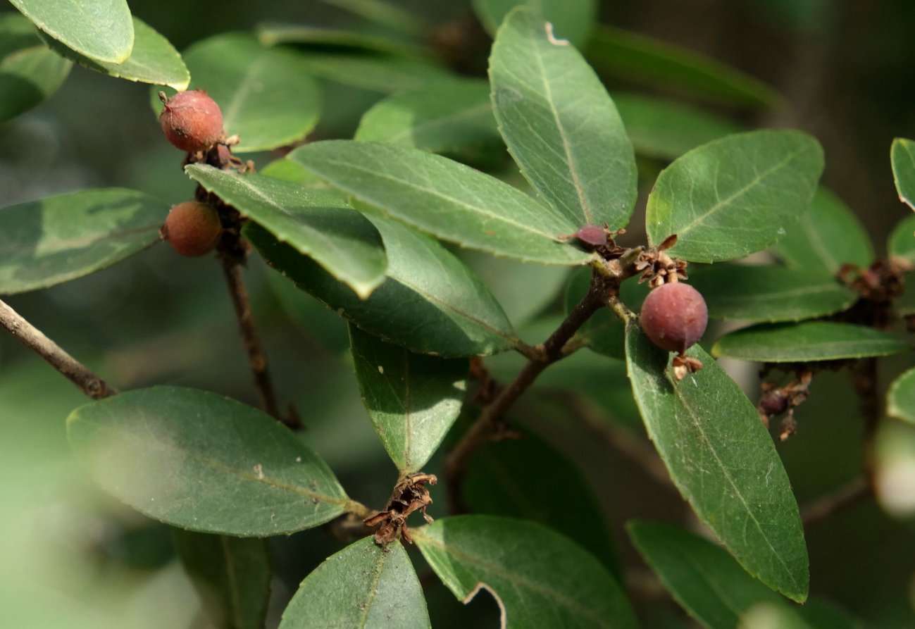 Изображение особи Phillyrea latifolia.