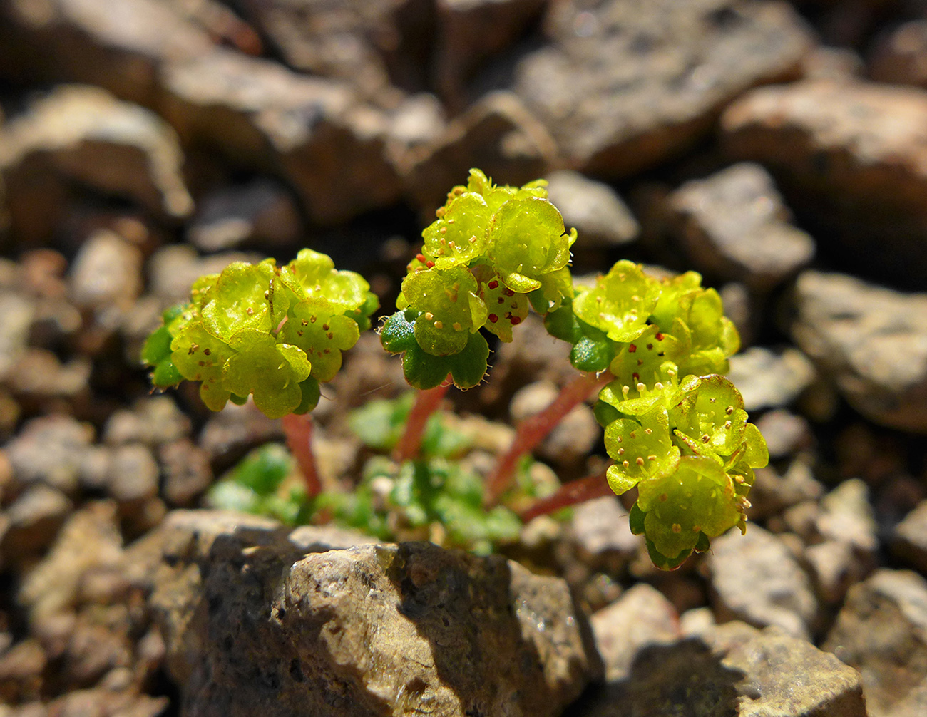 Image of genus Chrysosplenium specimen.