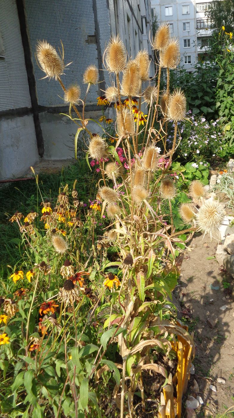 Изображение особи Dipsacus fullonum.