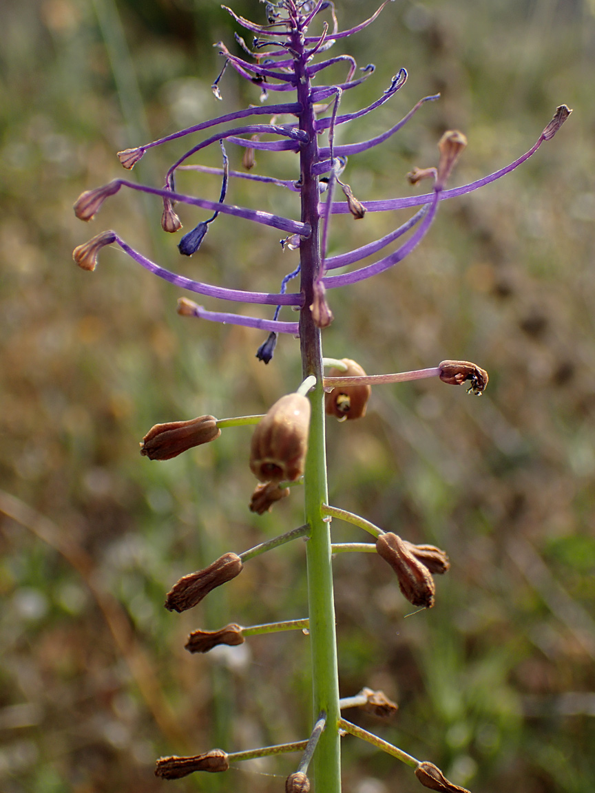 Изображение особи Leopoldia comosa.