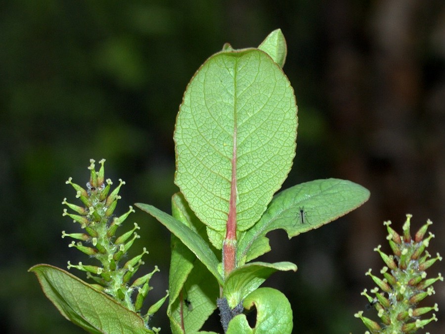 Image of Salix hastata specimen.