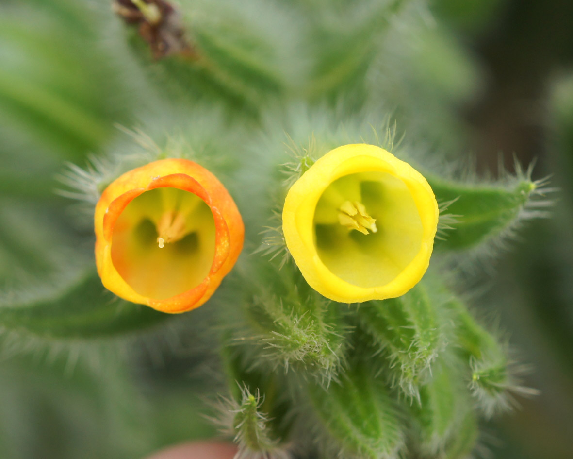 Image of Onosma dichroantha specimen.