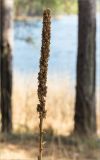 Verbascum thapsus. Верхушка прошлогоднего сухого побега с соплодием. Псковская обл., Себежский р-н, берег озера, сосновый лес. 01.05.2018.