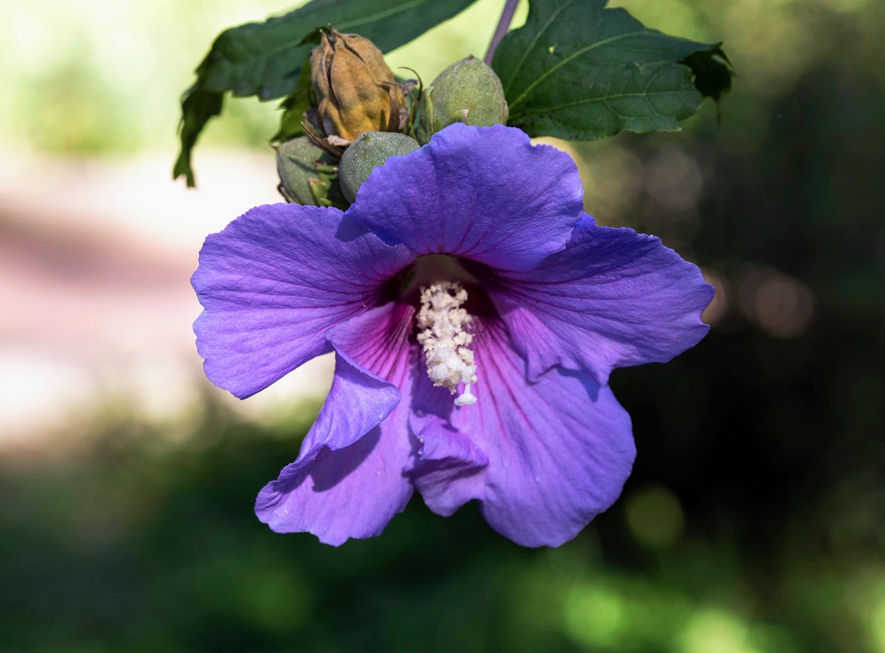 Image of Hibiscus syriacus specimen.