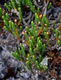 Cassiope tetragona. Верхушки побегов с плодами. Мурманская обл., Хибины, перевал Северный Чорргор, ≈ 1000 м н.у.м., каменистый склон. 10.08.2018.