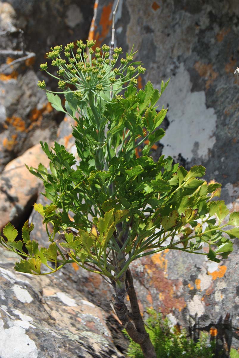 Image of Notobubon galbanum specimen.
