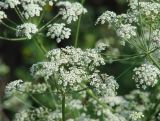 семейство Apiaceae