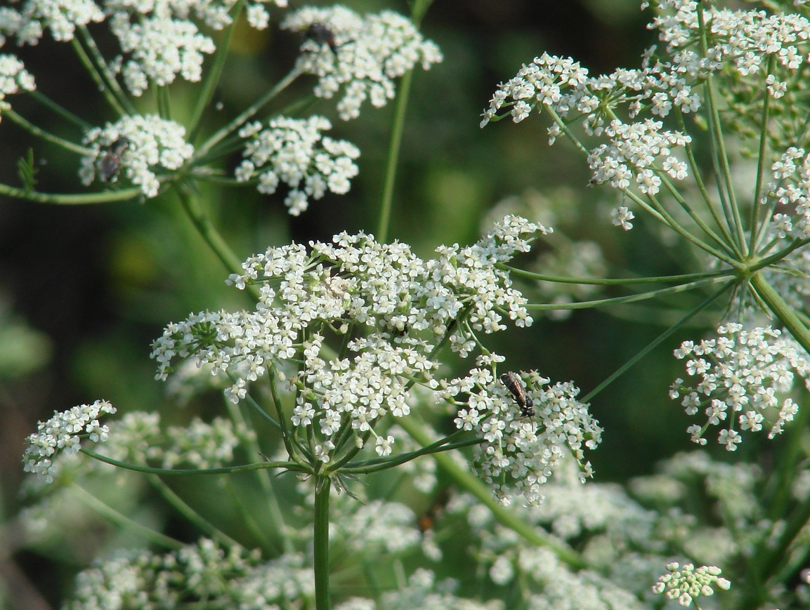 Изображение особи семейство Apiaceae.