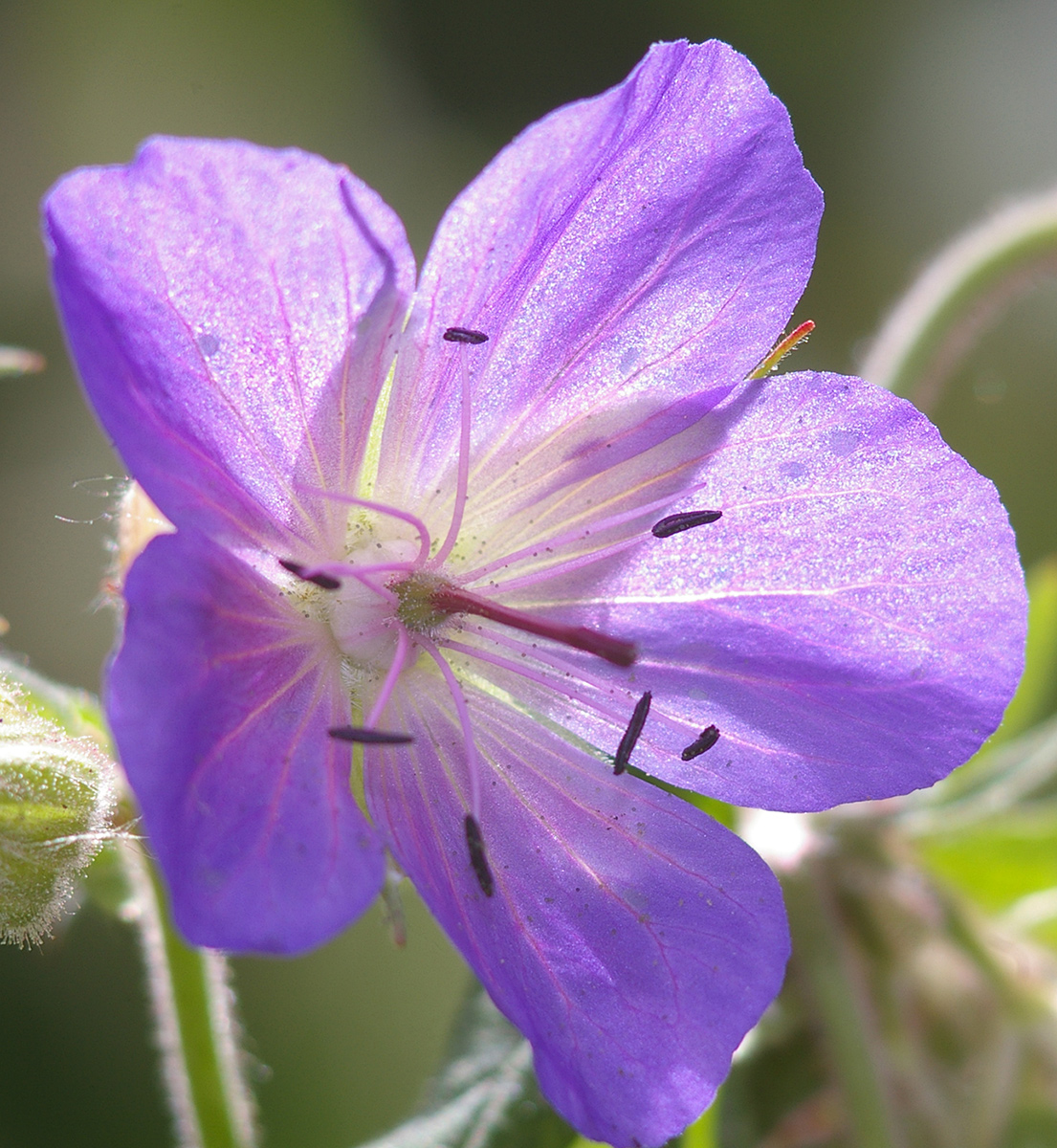 Изображение особи Geranium pratense.