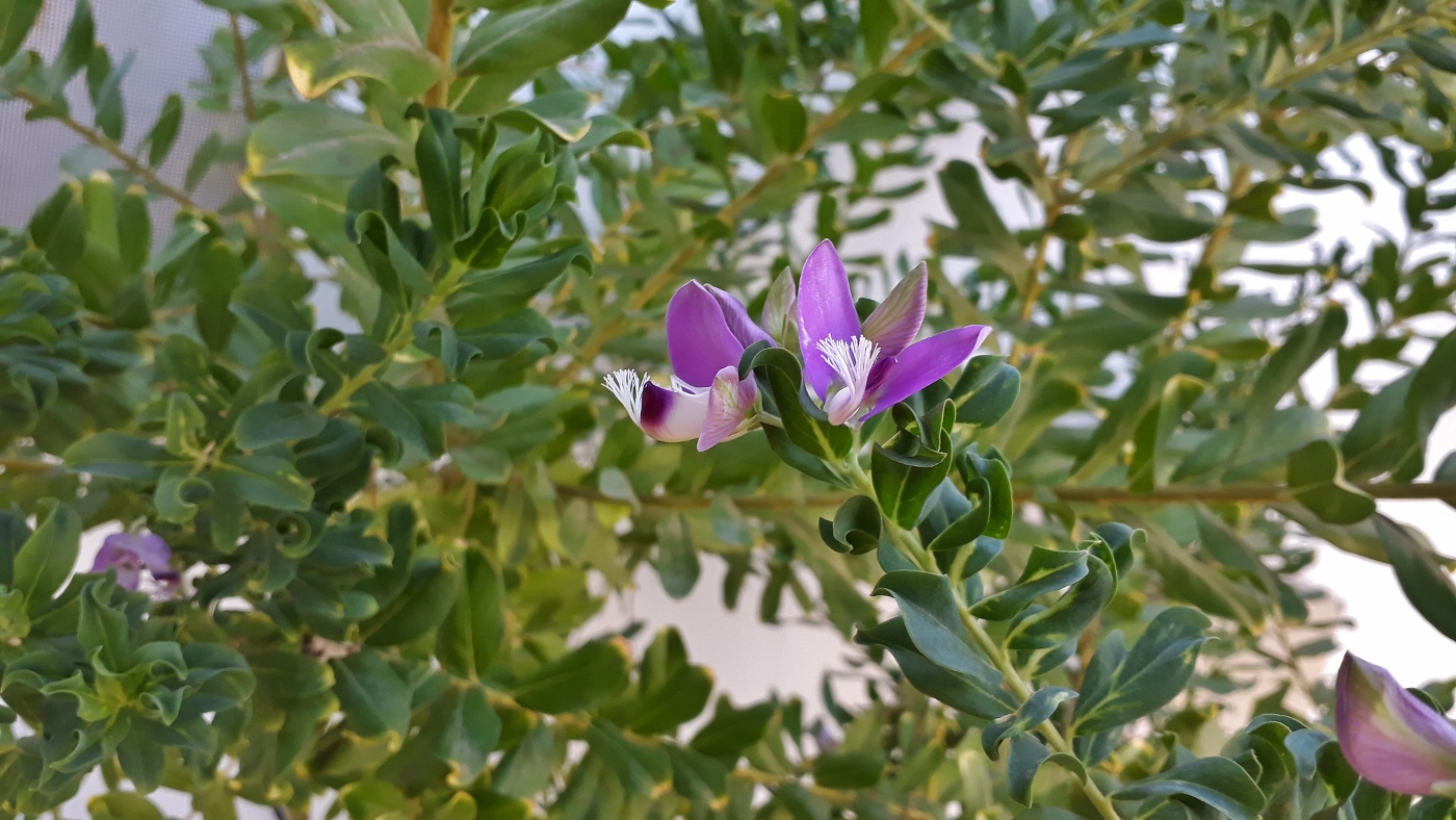 Image of Polygala myrtifolia specimen.