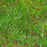 Calamagrostis arundinacea. Вегетирующие растения. Московская обл., Раменский р-н, окр. пос. Ильинский, Ильинский лес, в ельнике. 19.07.2018.