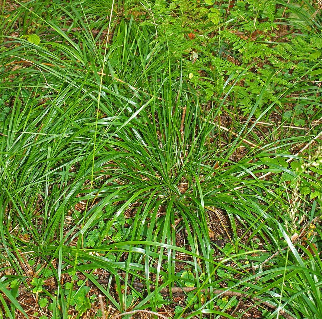 Изображение особи Calamagrostis arundinacea.