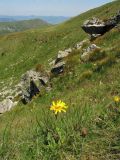 Arnica montana. Цветущее растение. Украина, Ивано-Франковская обл., Верховинский р-н, хр. Черногора, гора Поп-Иван Черногорский, ≈ 2000 м н.у.м., субальпийский луг. 17 июля 2007 г.