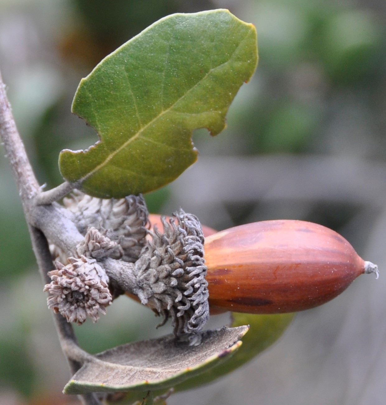 Image of Quercus alnifolia specimen.