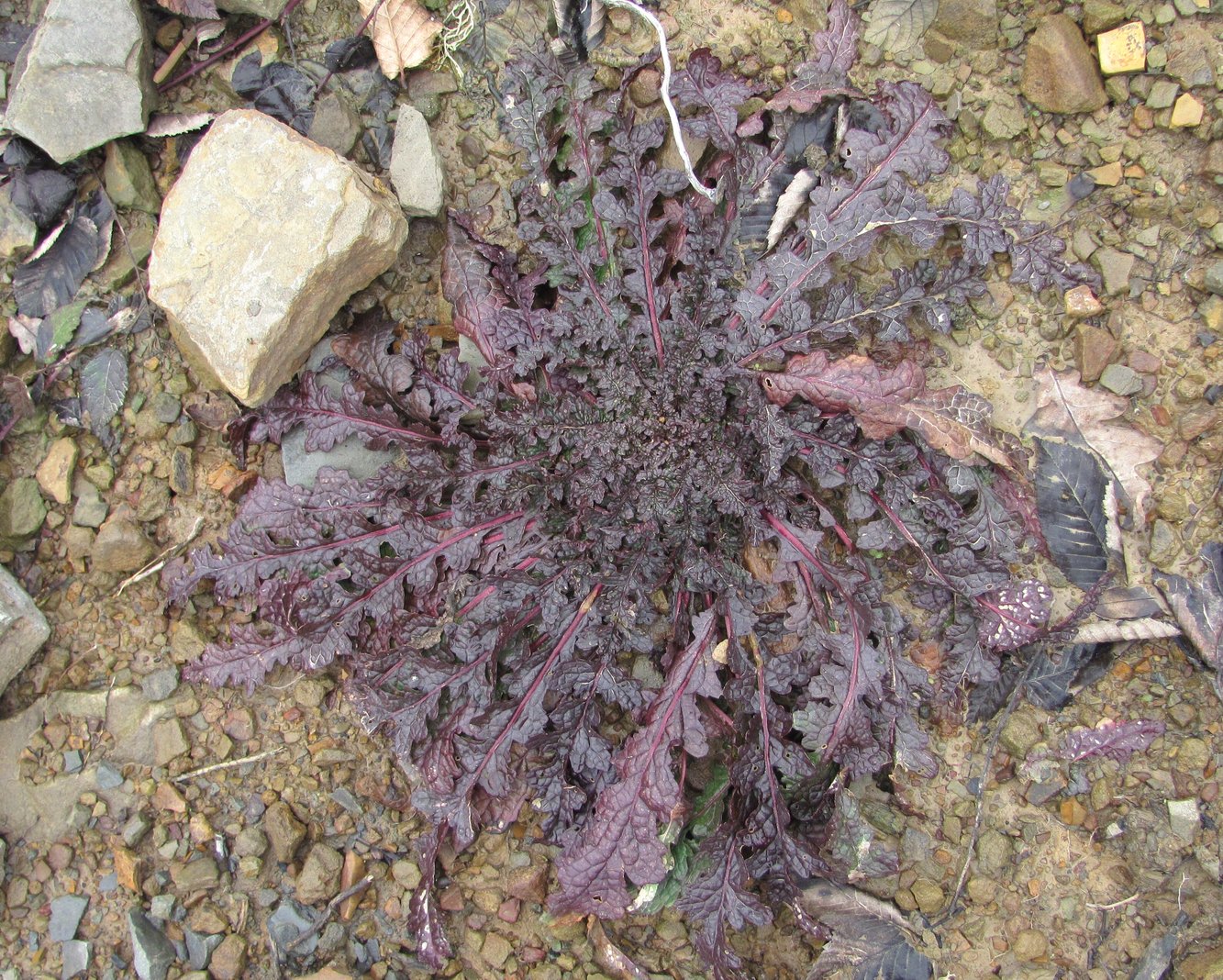 Изображение особи Verbascum blattaria.