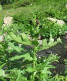 Cirsium sychnosanthum