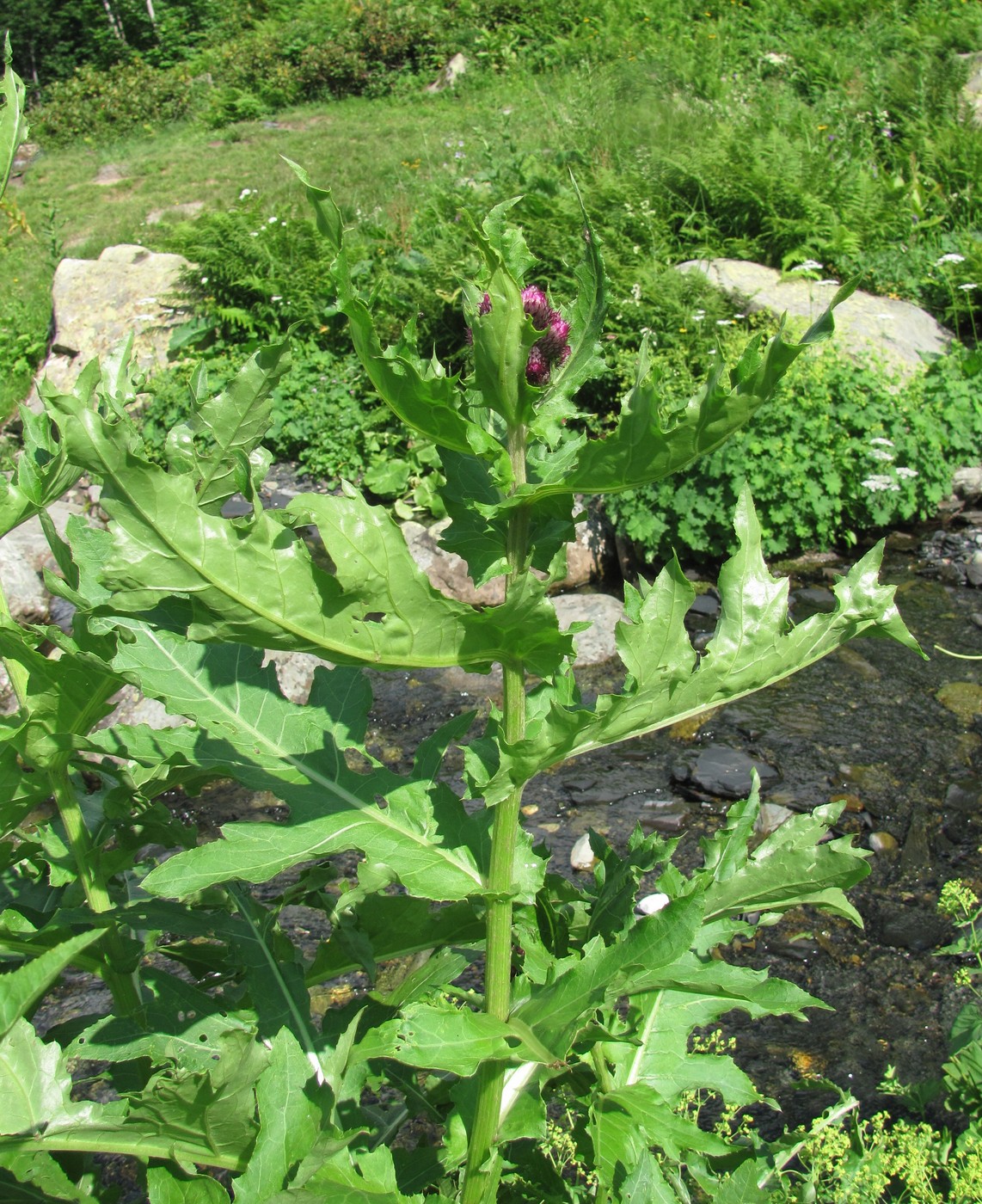 Image of Cirsium sychnosanthum specimen.