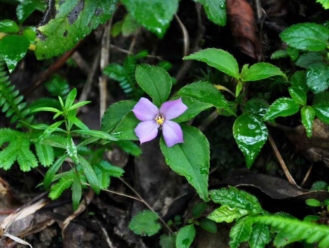 Изображение особи Sarcopyramis napalensis.