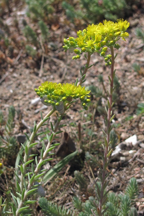 Изображение особи Sedum reflexum.