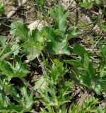 Eryngium creticum