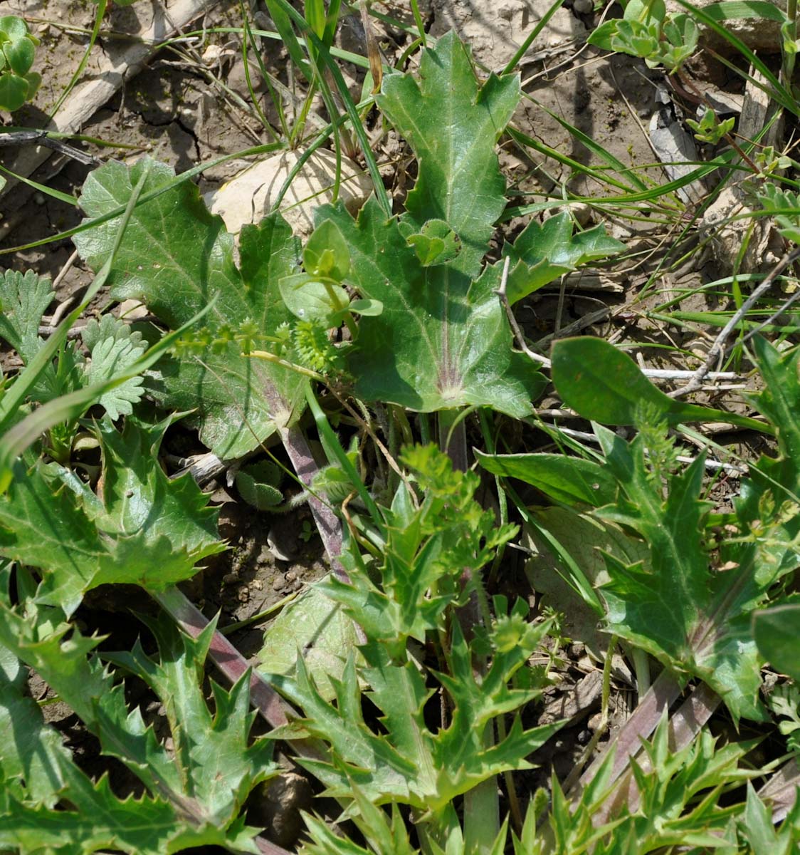 Изображение особи Eryngium creticum.