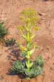 Ferula tadshikorum