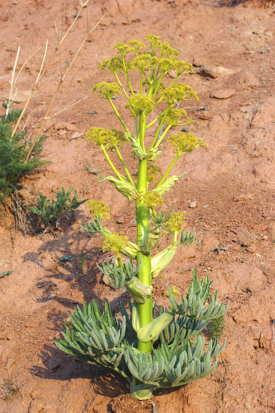 Изображение особи Ferula tadshikorum.