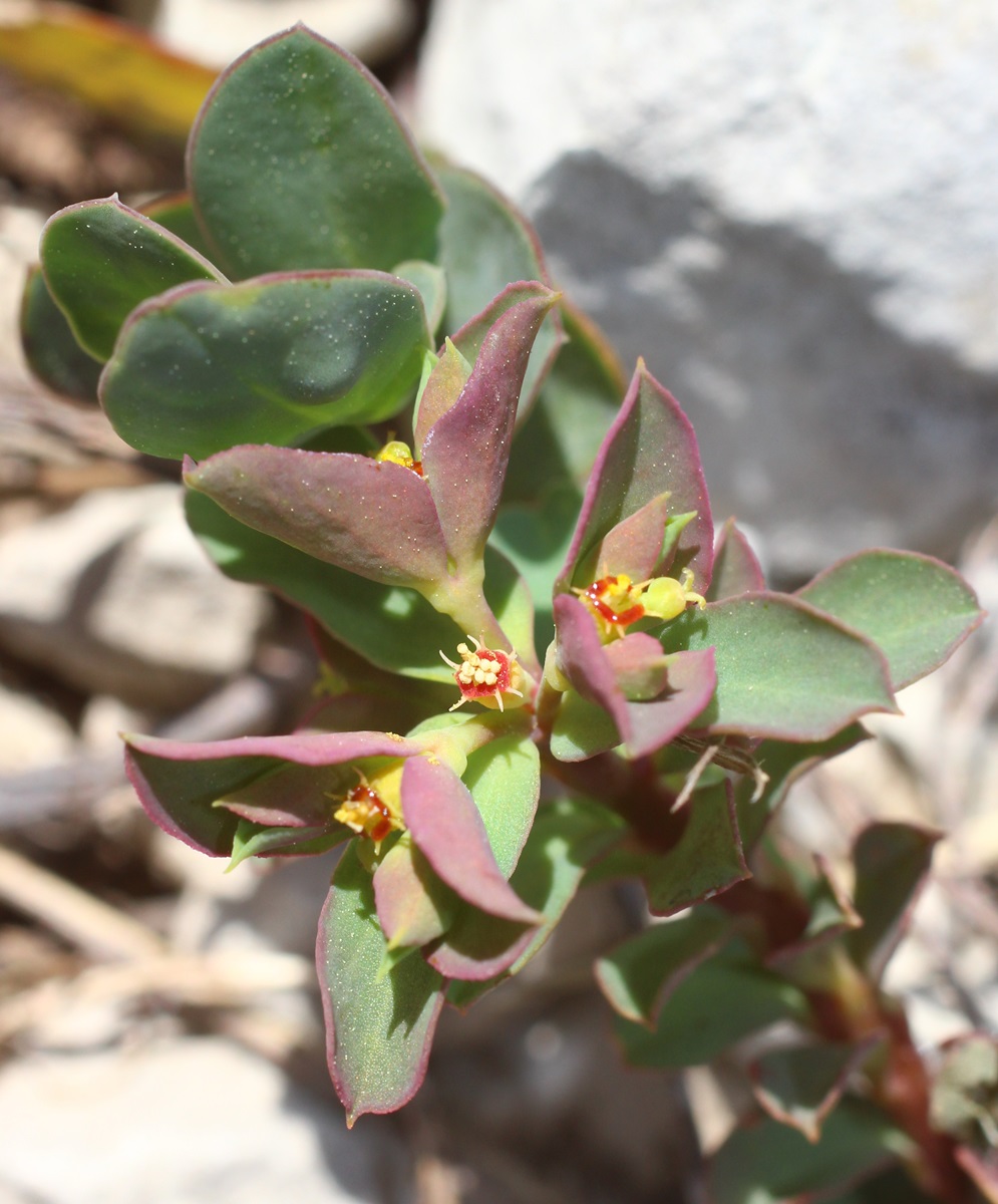 Изображение особи Euphorbia aulacosperma.