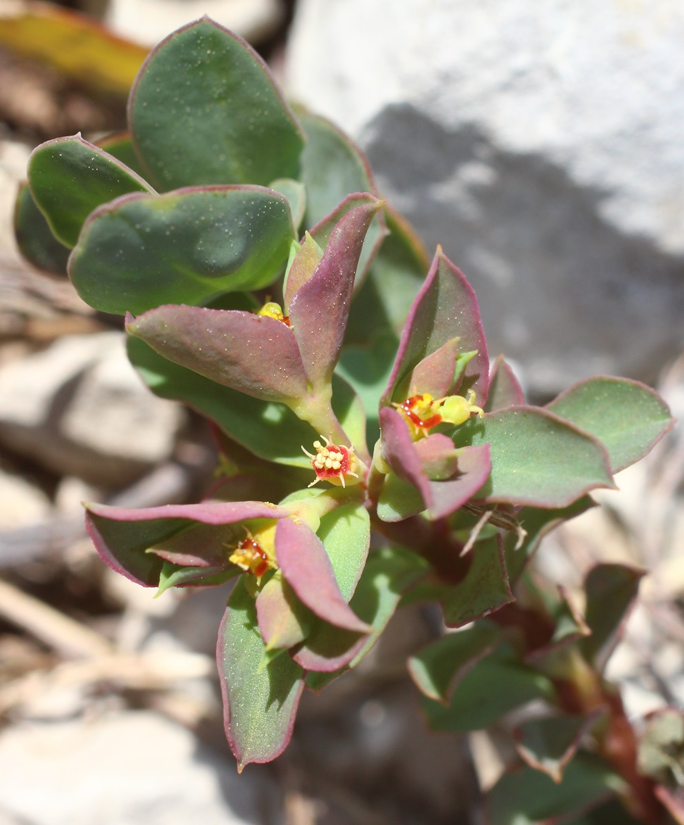 Image of Euphorbia aulacosperma specimen.