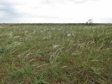 Stipa borysthenica. Аспект плодоносящих растений. Крым, Арабатская стрелка, псаммофитная степь. 2 мая 2019 г.