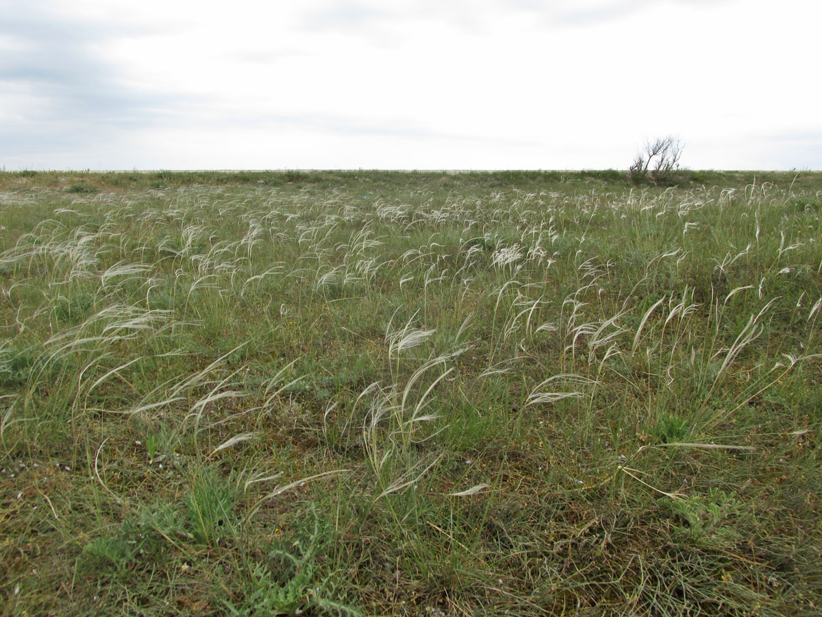 Image of Stipa borysthenica specimen.