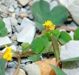 Medicago orbicularis