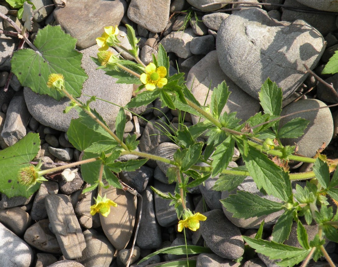 Изображение особи Geum aleppicum.