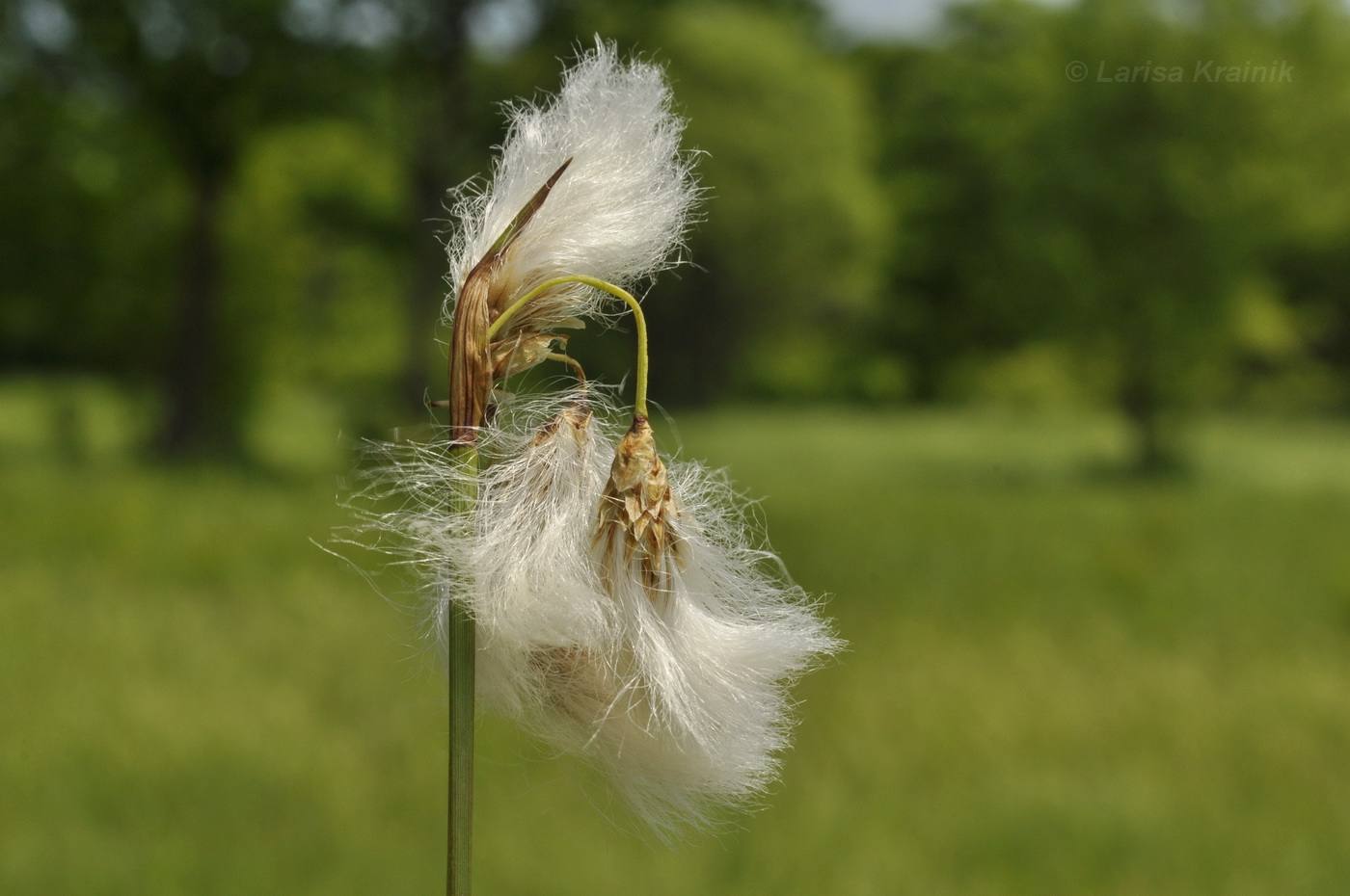 Изображение особи Eriophorum komarovii.
