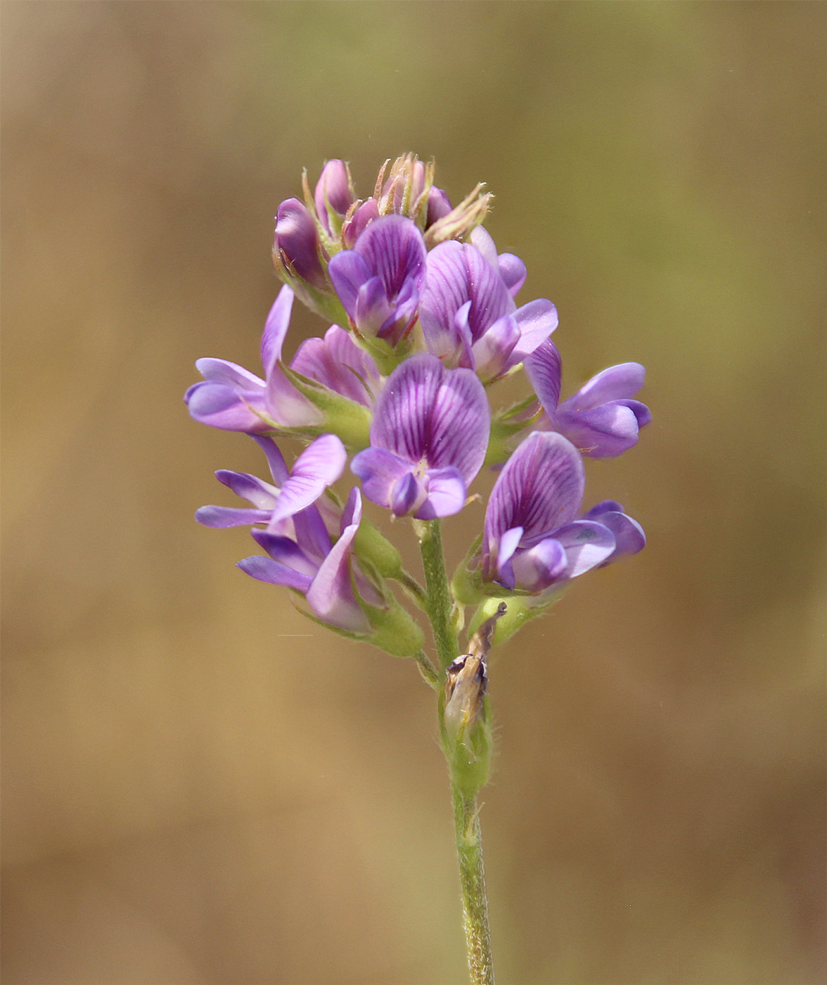 Изображение особи Medicago caerulea.