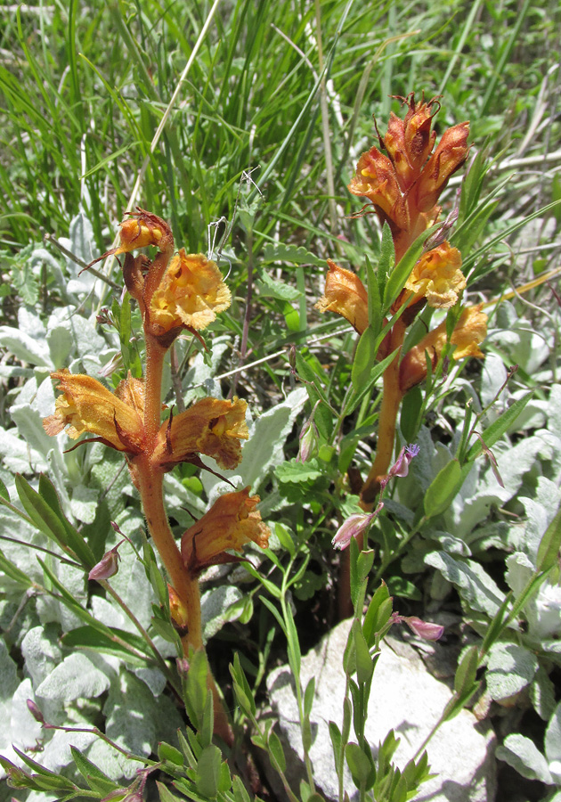 Image of Orobanche alba ssp. xanthostigma specimen.