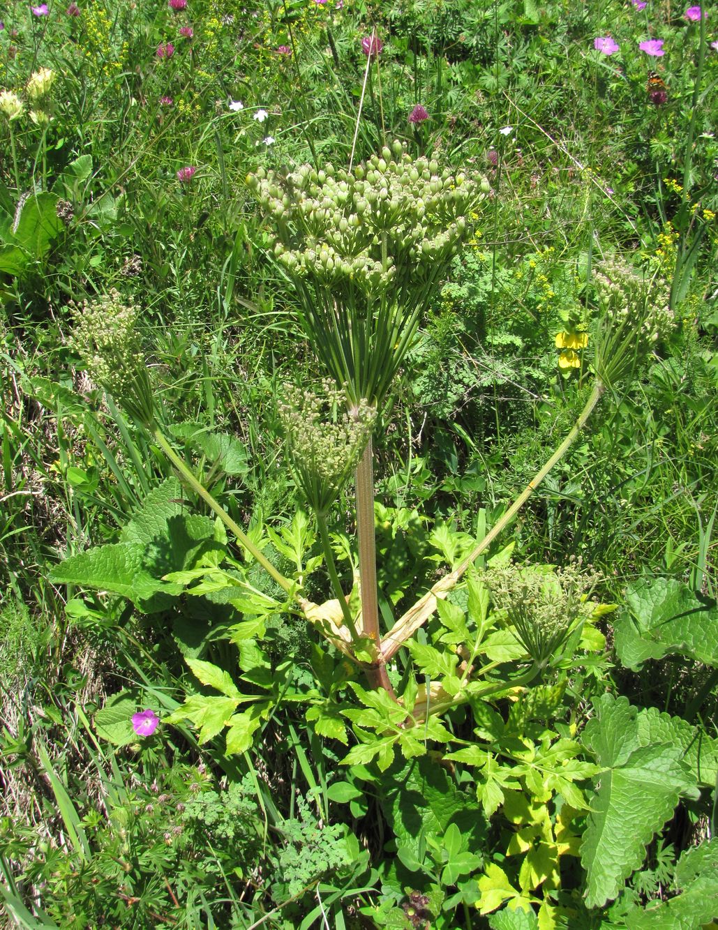 Изображение особи Agasyllis latifolia.