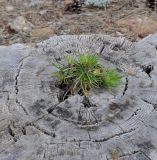 Pinus nigra